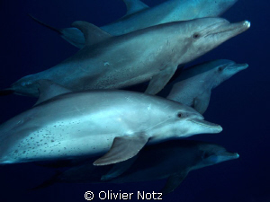 Dolphins swimming around us. They seamed to be very curious. by Olivier Notz 